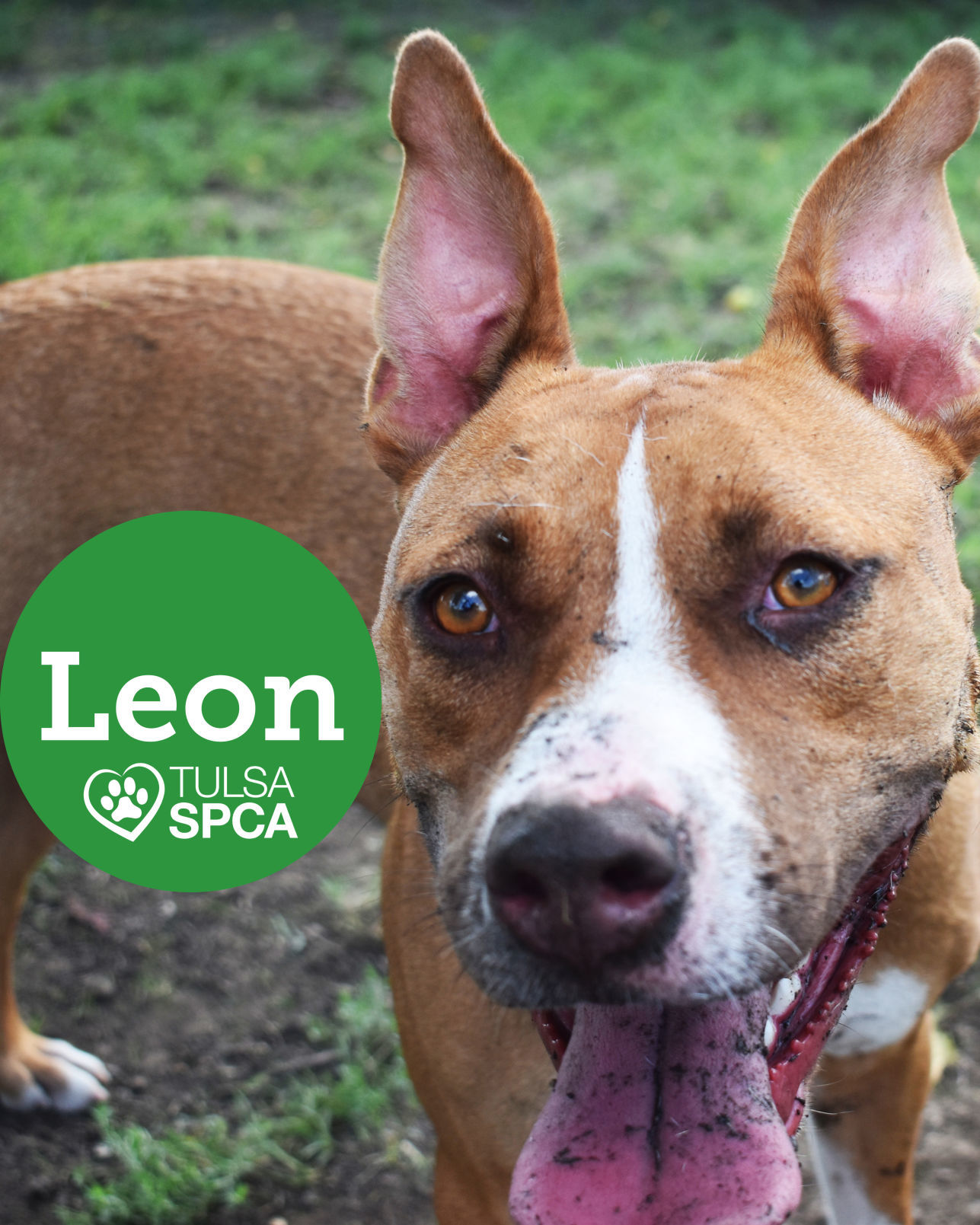 Leon